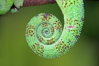 Panther Chameleon (Furcifer pardalis), male, tail, Madagascar, Africa