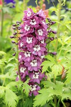 Larkspur (Delphinium)