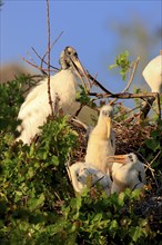 Woodstork (Mycteria americana) with youngs at nest, Florida, USA, American Wood Ibis, North America