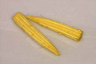 Corn (Zea mays) on the corn cob, sweet corn