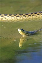 Yellow anaconda (Eunectes notaeus), Brazil, South America