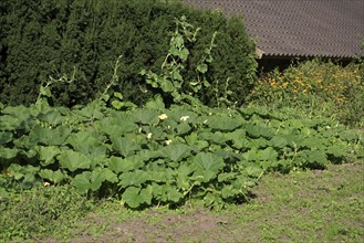 Cucurbita (Cucurbita)