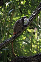 Caesarean tamarin (Saguinus imperator subgrisescens)