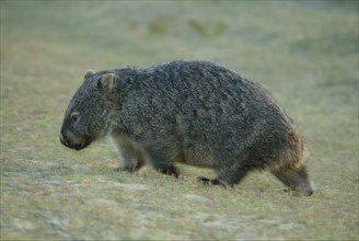 Common wombat (Vombatus ursinus), Australia, common wombat, lateral, side, Oceania