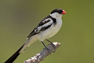 Pintailed Whydah, male, Sabie Sand Game Reserve, South Africa (Vidua macroura)