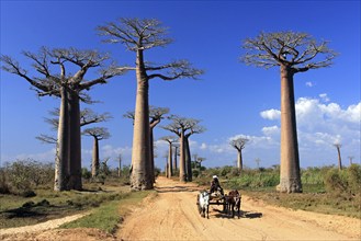 Ox cart on avenue with Baobab trees, Morondava, Madagascar (Adansonia grandidieri)