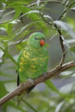 Scaly-breasted Lorikeet, Australia (Trichoglossus chlorolepidotus), Schuppenlori, Australien /