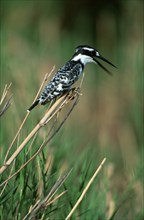 Pied kingfisher (Ceryle rudis), Kruger National Park, South Africa, animals, bird, birds,