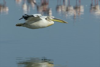 White pelican, lateral, exposable, Lake Nakuru National Park, Kenya, great white pelican (Pelecanus