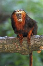 Golden-headed Tamarin (Leonthopithecus rosalia chrysomelas)