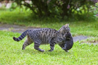 House cat carries kitten, mackerel