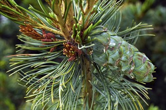 Japanese white pine (Pinus parviflora), Japanese five-needle pine (Pinus pentaphylla) close up