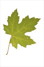 Silver maple, brook maple, silverleaf maple (Acer saccharinum) Autumn leaf, native to eastern North