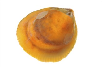 Norwegian egg cockle (Laevicardium crassum), Flat-ribbed cockles, Norwegian cockle, Norwegian