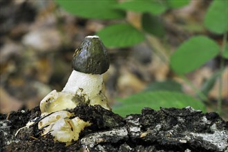 Common stinkhorn (Phallus impudicus), dickes-nipes emerging in autumn forest