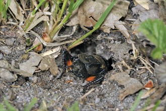 Field cricket, field crickets (Gryllus campestris), Cricket, Other animals, Insects, Animals, Field