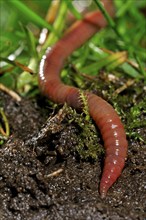 Common earthworm (Lumbricus terrestris), lob worm burrowing into the ground in garden lawn