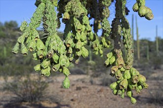 Close-up of the fleshy, and Sonora native, green fruits of the hanging chain cholla (Cylindropuntia