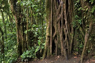 Strangler fig's vines (Ficus) enveloping trunk of host tree, Carara National Park, Costa Rica,