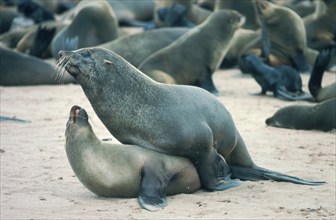 South African Fur Seals (Arctocephalus pusillus), pygmy fur seal, r fur seal, pair, mating, Cape