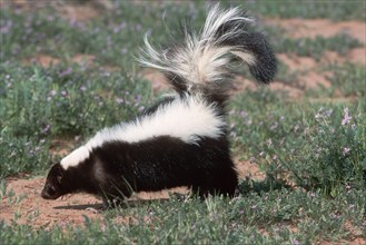 Striped Skunk (Mephitis mephitis), Utah, USA, side, North America