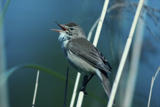 Reed Warbler (Acrocephalus scirpaceus), Germany /, side