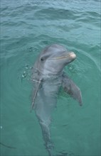 Bottlenose Dolphin (Tursiops truncatus), Caribbean, Honduras, bottlenose dolphin, Honduras, Central