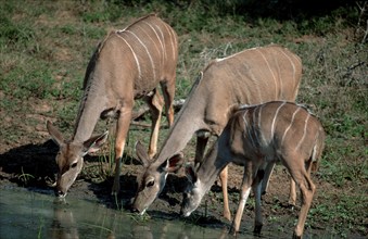 Greater Kudus (Tragelaphus strepsiceros), female and young, drinking, Mkuzi Game Reserve, South