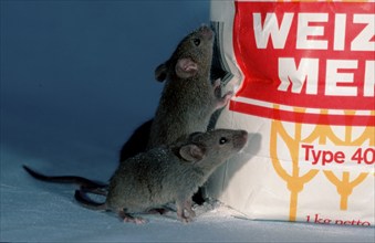 House Mice (Mus musculus) next to flour bag, Germany, Europe