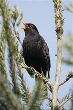 Blackbird (Turdus merula), male, Germany, Europe