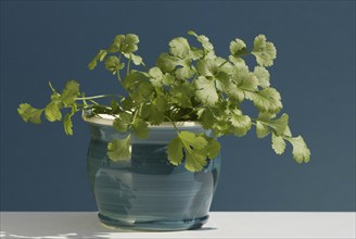 Coriander (Coriandrum sativum) in a pot