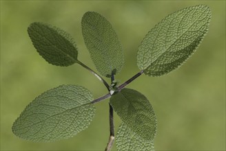 Common Sage (Salvia officinalis) leaves