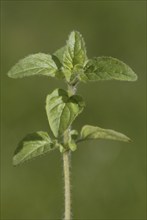 Oregano (Origanum vulgare) leaves