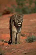 Cougar (Felis concolor)