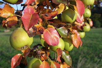 Ripe apples on a tree, Baden-Württemberg, Germany, Europe