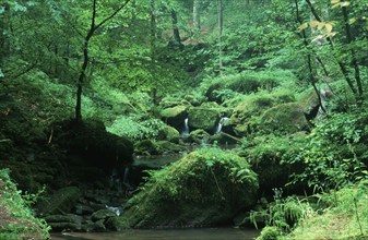 Monbachtalschlucht, Black Forest, Monbach, Germany, Europe