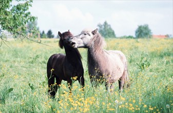 Icelandic ponies, Icelanders