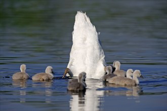 Mute swan (Cygnus olor) with chicks, Mute Swan, Germany, Europe