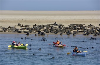 Tourists in sea kayaks between South African sea bears (Arctocephalus pusillus), lagoon of Walfish