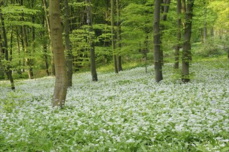 Ramsons (Allium ursinum), Botanical Garden Bochum, North Rhine-Westphalia, beech forest, Germany,