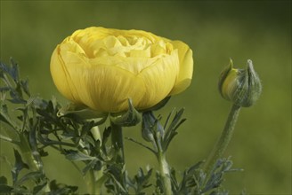 Buttercup (Ranunculus asiaticus)