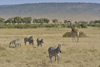 Masai Giraffe (Giraffa camelopardalis tippelskirchi) and Burchell's zebra (Equus quagga), Massai