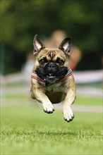 A dog running across a meadow, Baden-Württemberg, Germany, Europe