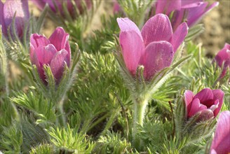 Common pasque flower (Pulsatilla) vulgaris, also known as common pasque flower, pasque flower or