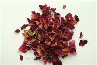 Dried petals of the medicinal plant rose, fragrant rose, Rosa gallica officinalis, The rose is also