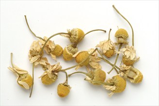 Dried blossoms of the true camomile (Matricaria recutita) medicinal plant, true camomile, can