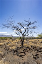 Puako Petroglyph Park, Puako, Big Island, Hawaii, USA, North America