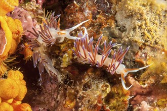 Pair of nudibranchs Wandering thread snail (Cratena peregrina) crawling over reef overgrown with