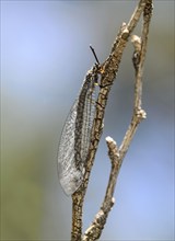 Gemeine ameisenjungfer (Myrmeleon formicarius), Rottensand steppe landscape, Pfyn forest,