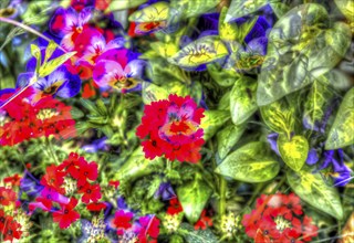 Oilpainting-like shot, various bright flowers, red and purple flowers creative, violet (Viola),